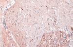 IBA1 Antibody in Immunohistochemistry (Paraffin) (IHC (P))