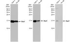 IBA1 Antibody in Western Blot (WB)