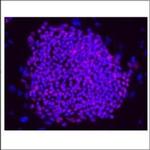 OCT4 Antibody in Immunocytochemistry (ICC/IF)
