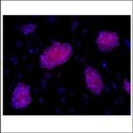 OCT4 Antibody in Immunocytochemistry (ICC/IF)