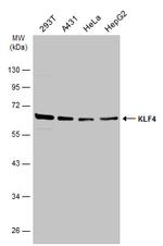 KLF4 Antibody in Western Blot (WB)