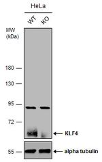 KLF4 Antibody in Western Blot (WB)
