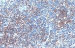 CD19 Antibody in Immunohistochemistry (Paraffin) (IHC (P))