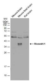 MSI1 Antibody in Western Blot (WB)