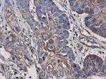 CD123 Antibody in Immunohistochemistry (Paraffin) (IHC (P))