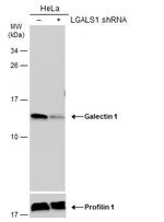 Galectin 1 Antibody in Western Blot (WB)