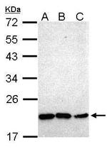 Nkx2.8 Antibody in Western Blot (WB)