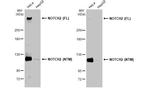 NOTCH2 Antibody in Western Blot (WB)
