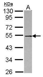 DOK1 Antibody in Western Blot (WB)
