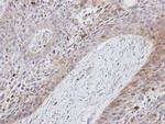 Folate Receptor alpha Antibody in Immunohistochemistry (Paraffin) (IHC (P))