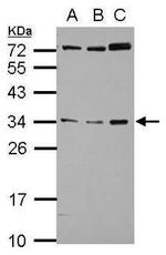 Folate Receptor alpha Antibody in Western Blot (WB)