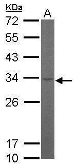 RPL8 Antibody in Western Blot (WB)