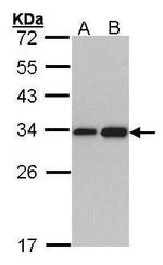 RPL8 Antibody in Western Blot (WB)