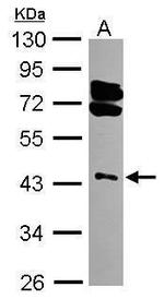 RING1 Antibody in Western Blot (WB)
