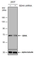 SDHA Antibody in Western Blot (WB)