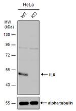 ILK Antibody in Western Blot (WB)