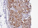 Septin 2 Antibody in Immunohistochemistry (Paraffin) (IHC (P))