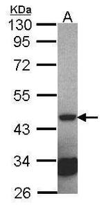 Septin 2 Antibody in Western Blot (WB)