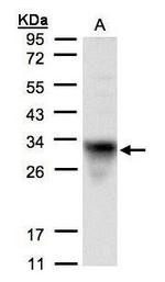 Cytochrome C1 Antibody in Western Blot (WB)