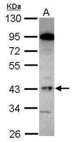 GNAI2 Antibody in Western Blot (WB)