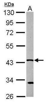 GNAI2 Antibody in Western Blot (WB)