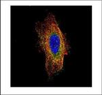 HGS Polyclonal Antibody