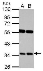 RASSF7 Polyclonal Antibody
