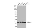 LDHB Antibody in Western Blot (WB)