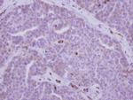 MYH9 Antibody in Immunohistochemistry (Paraffin) (IHC (P))
