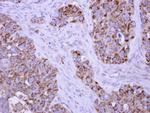 TUFM Antibody in Immunohistochemistry (Paraffin) (IHC (P))