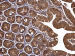 TUFM Antibody in Immunohistochemistry (Paraffin) (IHC (P))