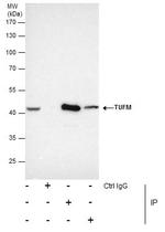 TUFM Antibody in Immunoprecipitation (IP)