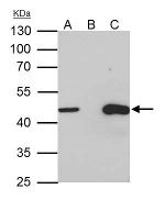 TUFM Antibody in Immunoprecipitation (IP)