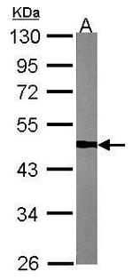 TUFM Antibody in Western Blot (WB)