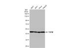 TUFM Antibody in Western Blot (WB)