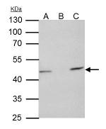 TUFM Antibody in Immunoprecipitation (IP)