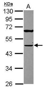 TUFM Antibody in Western Blot (WB)