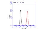 CD81 Antibody in Flow Cytometry (Flow)