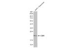 CD81 Antibody in Western Blot (WB)