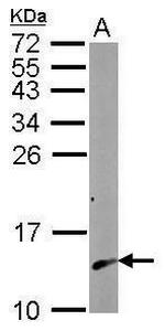 Calmodulin 2 Antibody in Western Blot (WB)
