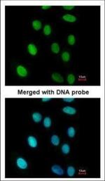 FEN1 Antibody in Immunocytochemistry (ICC/IF)