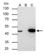 FEN1 Antibody in Immunoprecipitation (IP)