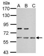 IMPDH2 Antibody in Western Blot (WB)