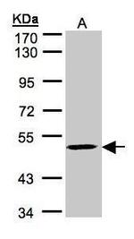MAZ Polyclonal Antibody
