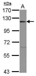 eIF3c Polyclonal Antibody