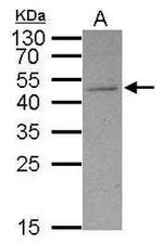 FosB Antibody in Western Blot (WB)