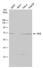 FUS Antibody in Western Blot (WB)