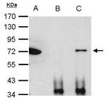 Ku70 Antibody in Immunoprecipitation (IP)