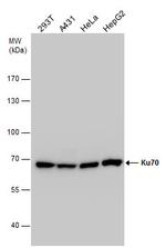 Ku70 Antibody in Western Blot (WB)