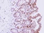RPL15 Antibody in Immunohistochemistry (Paraffin) (IHC (P))